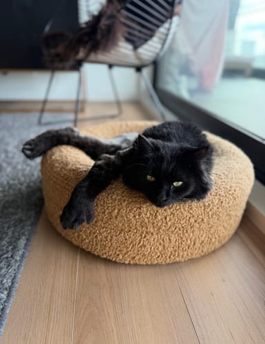 Customer photo review of Fit Litter