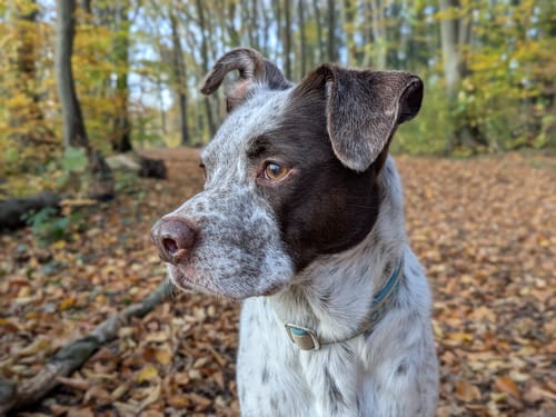Customer photo review of Mein Hundelied - Ein personalisiertes Lied über meinen Hund