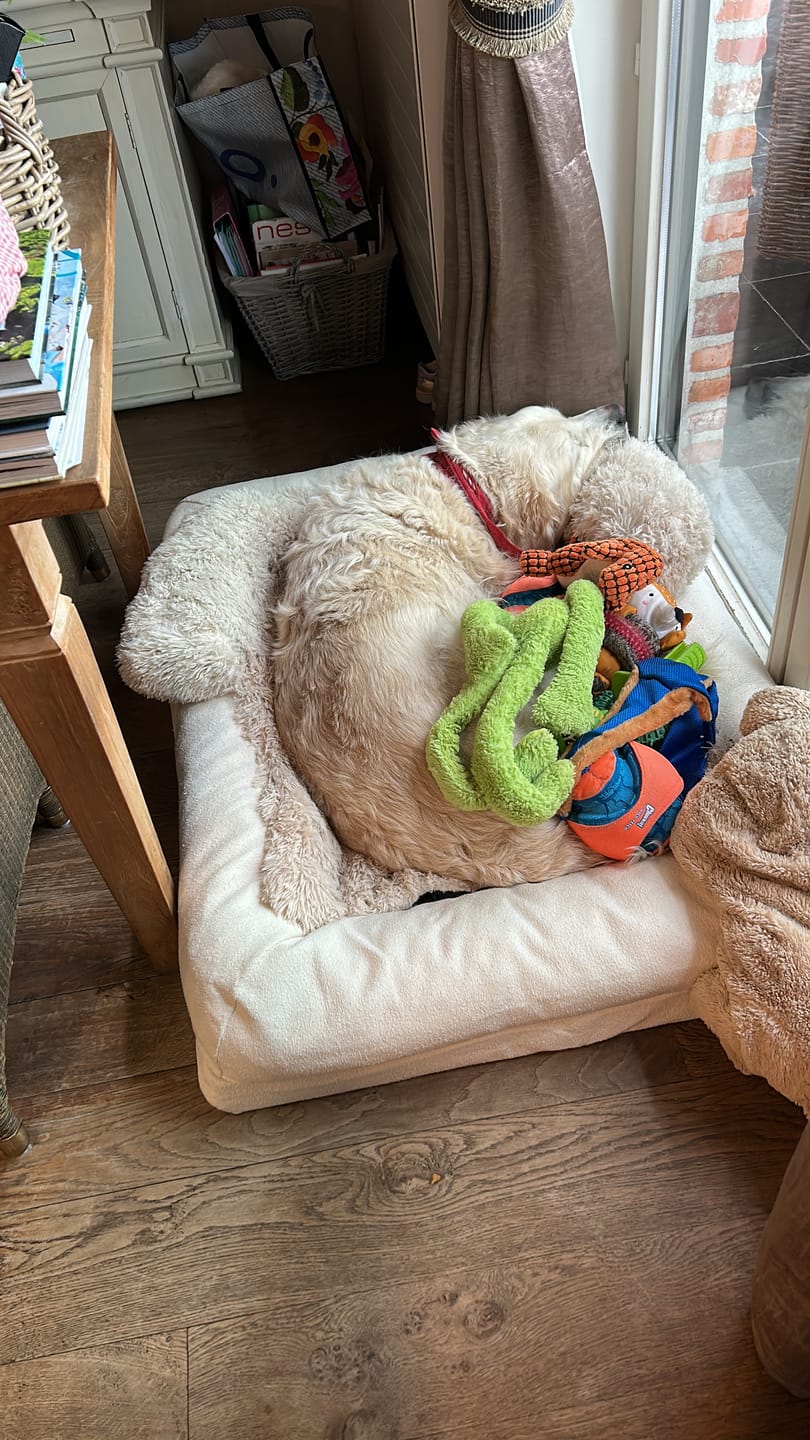 Customer photo review of Pet Perfect Hondenmand - Orthopedisch - Afritsbaar - Beige