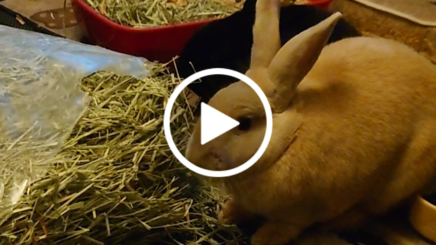 Customer video review of First Cut Timothy Hay - Ultra Premium Canadian Hay for Rabbits and Guinea Pigs