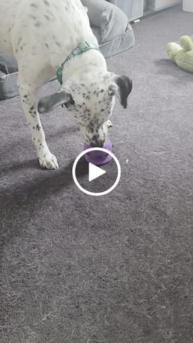 Customer video review of Freezball - Durable Fillable Dog Chew Bone
