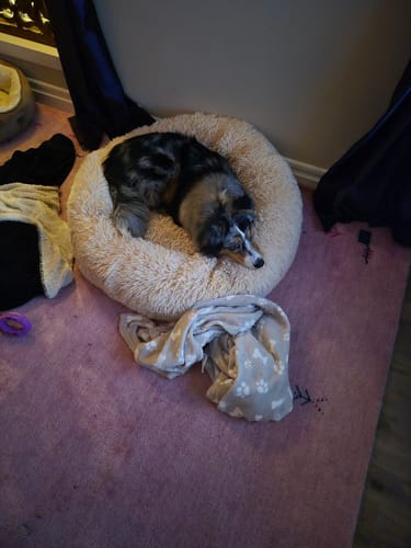 Customer photo review of CalmBlanket