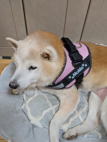 Customer photo review of FunFunPet 高機能ハーネス（お名前タグ作成サービス付き）