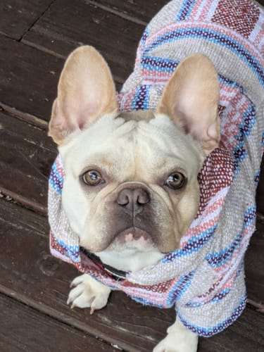 Customer photo review of Playa Poncho – Salmon