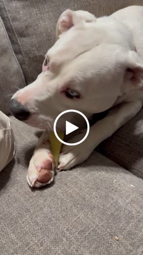 Customer video review of Long-Lasting Yak Chews — 6 Flavor Pack
