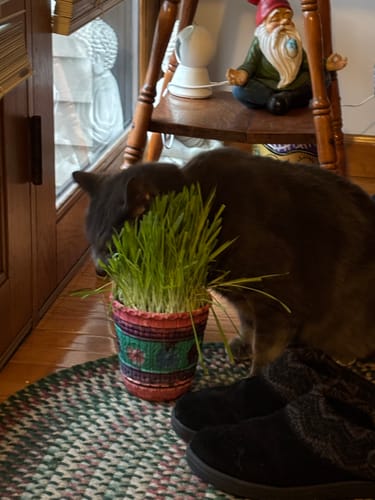 Customer photo review of Cat Grass Seeds Bulk