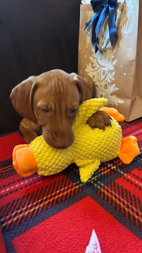 Customer photo review of Duck™ - Il Pupazzo Indistruttibile