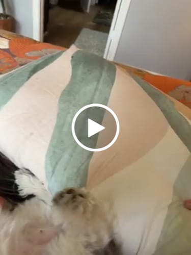 Customer video review of The Marshmalloo Pillow