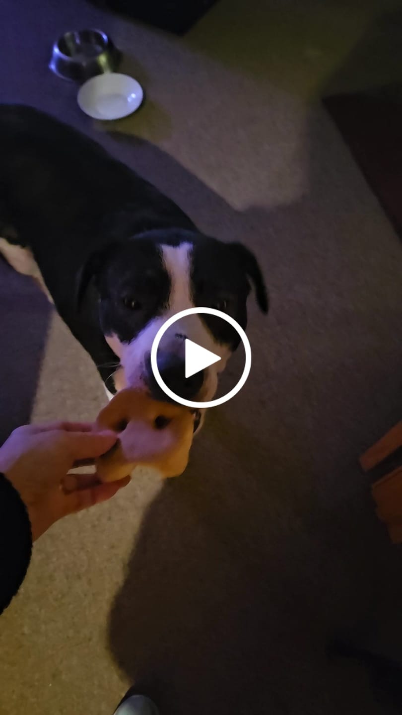 Customer video review of Smoked Pig Snouts