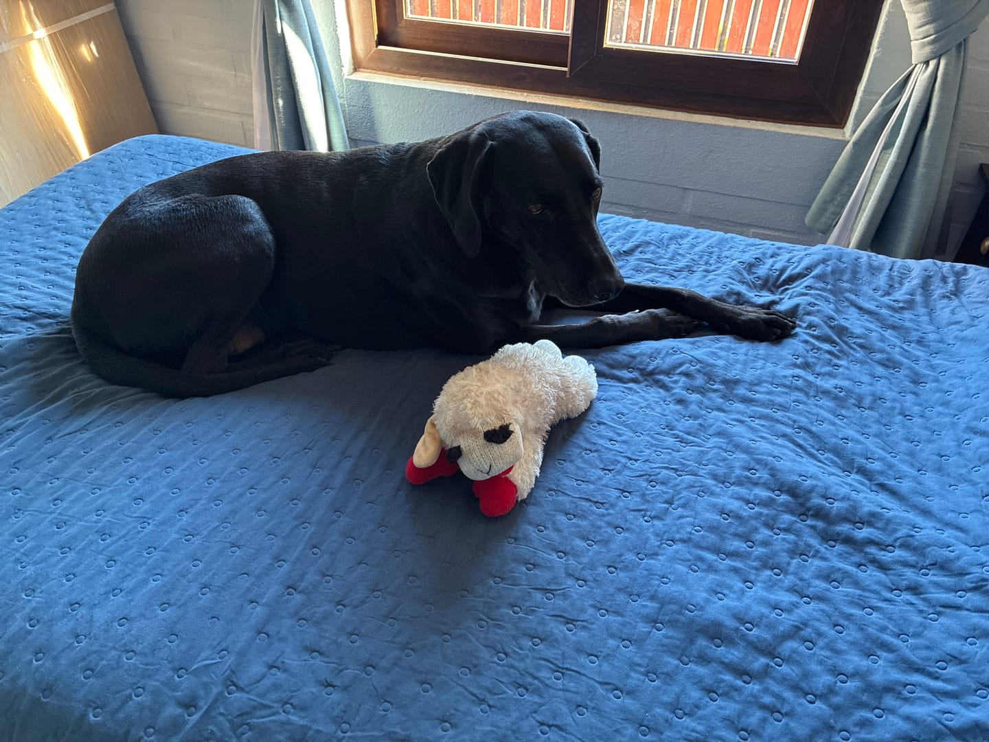 Customer photo review of Oveja divertida con sonidos