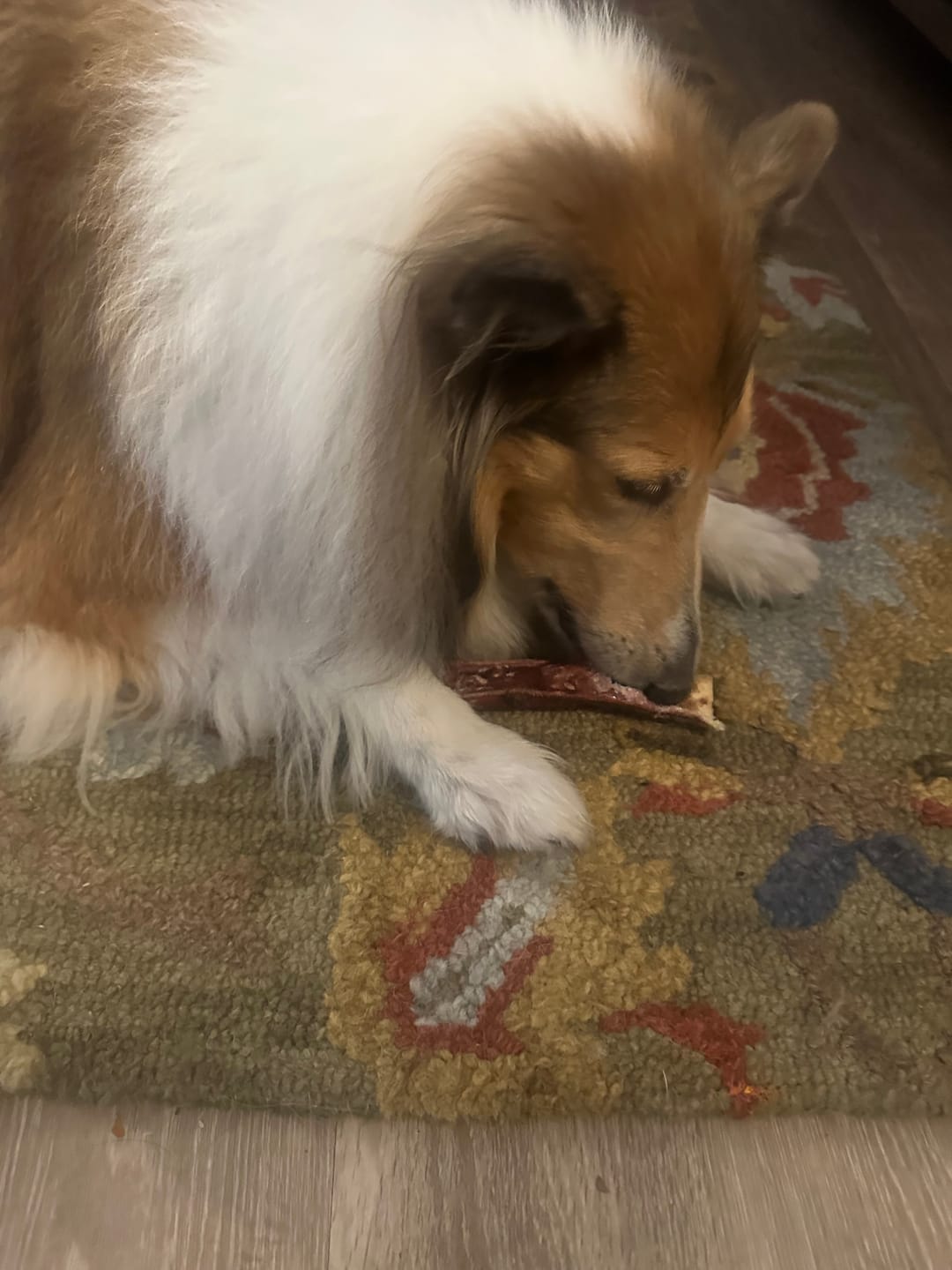 Customer photo review of 5-6 Inch Champion Chew