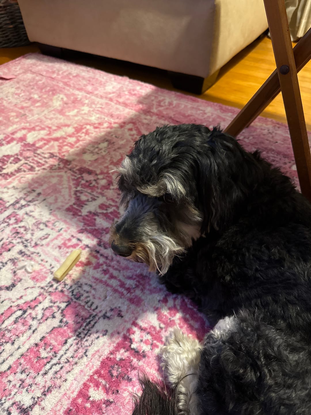 Customer photo review of Safe Dog Chew Holder
