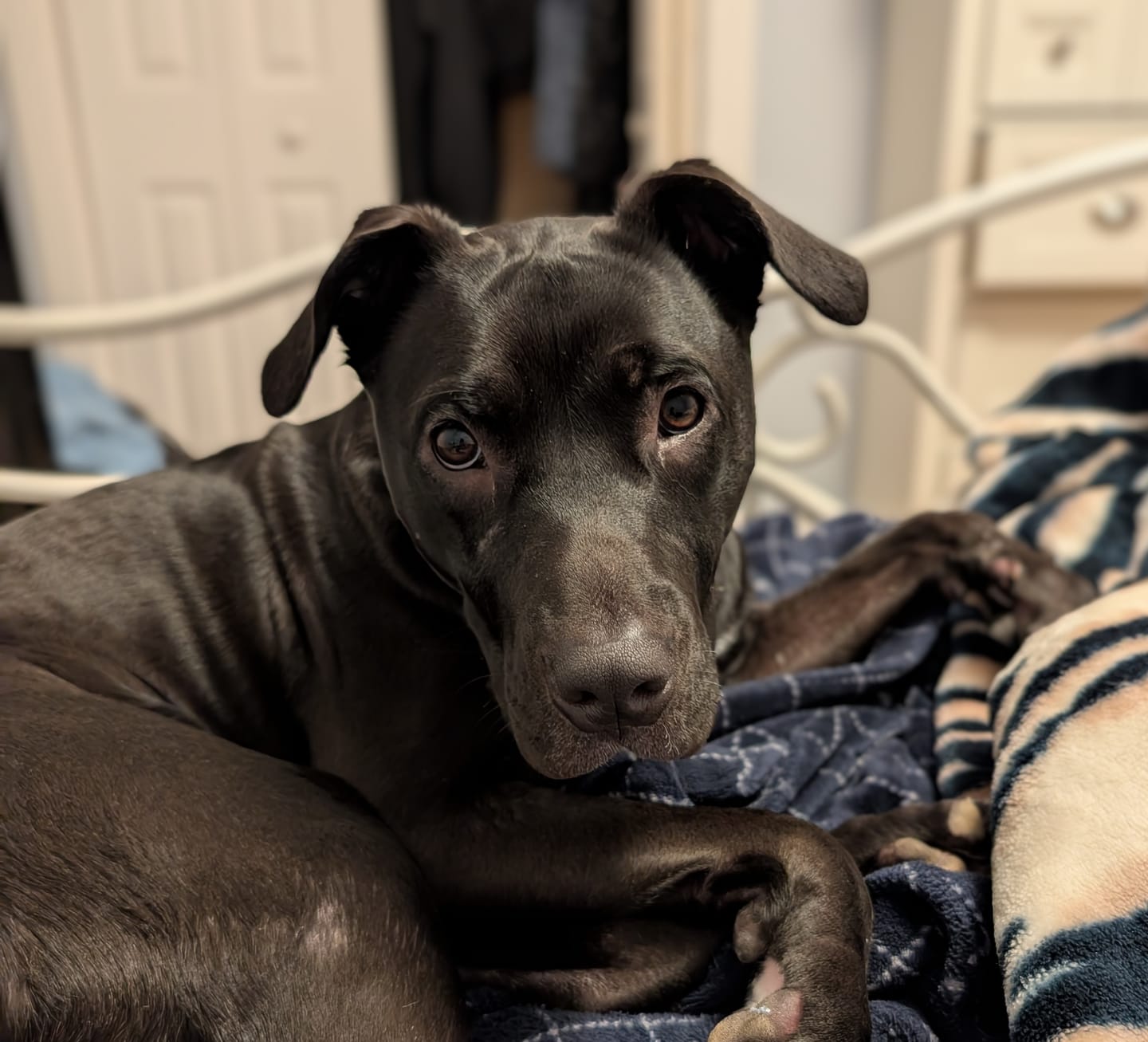 Customer photo review of Himalayan Yak Chew (LARGE)