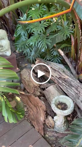 Customer video review of Tree Trimming/Wood Cutting – Japanese Teeth 6 TPI Reciprocating Saw Blade