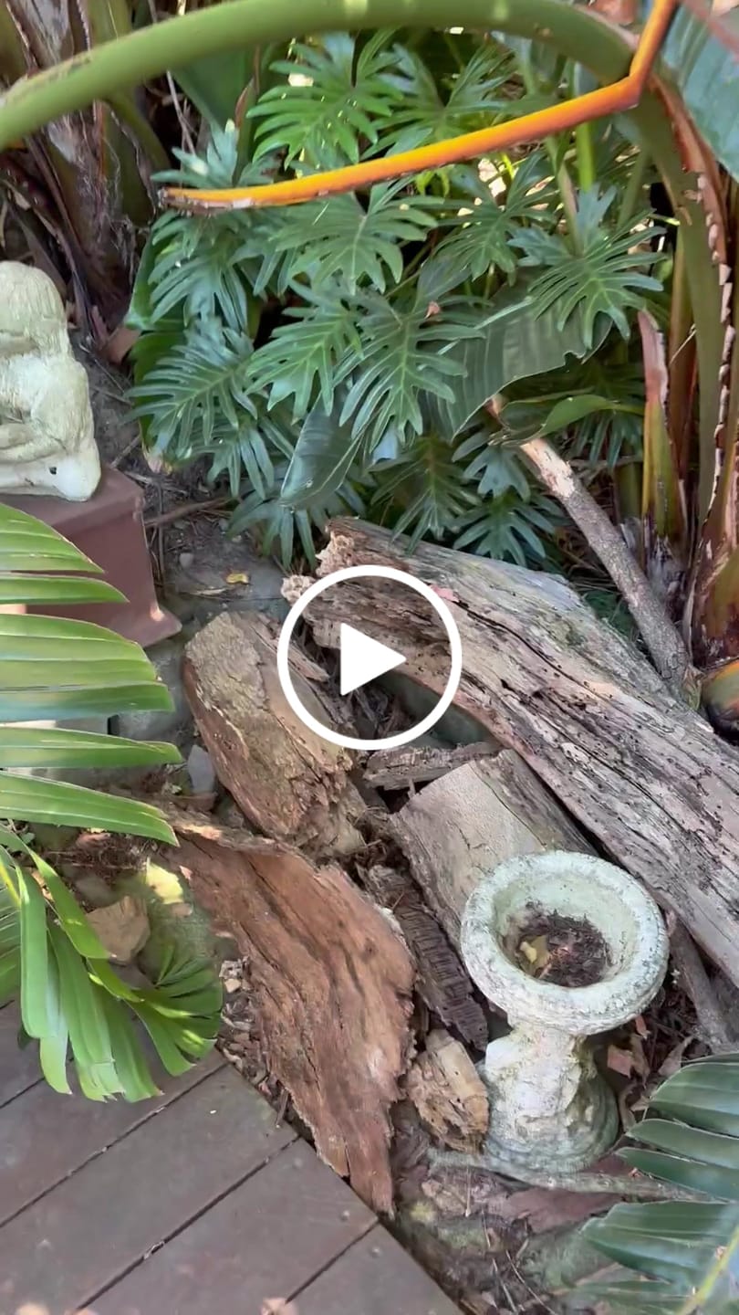 Customer video review of Tree Trimming/Wood Cutting – Japanese Teeth 6 TPI Reciprocating Saw Blade