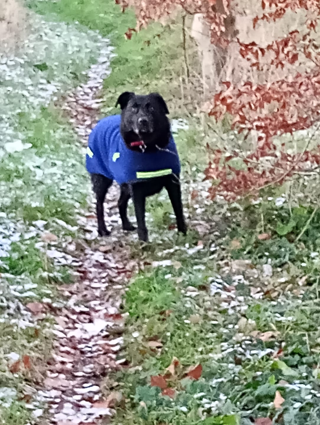 Customer photo review of Total Calm Powder For Dogs