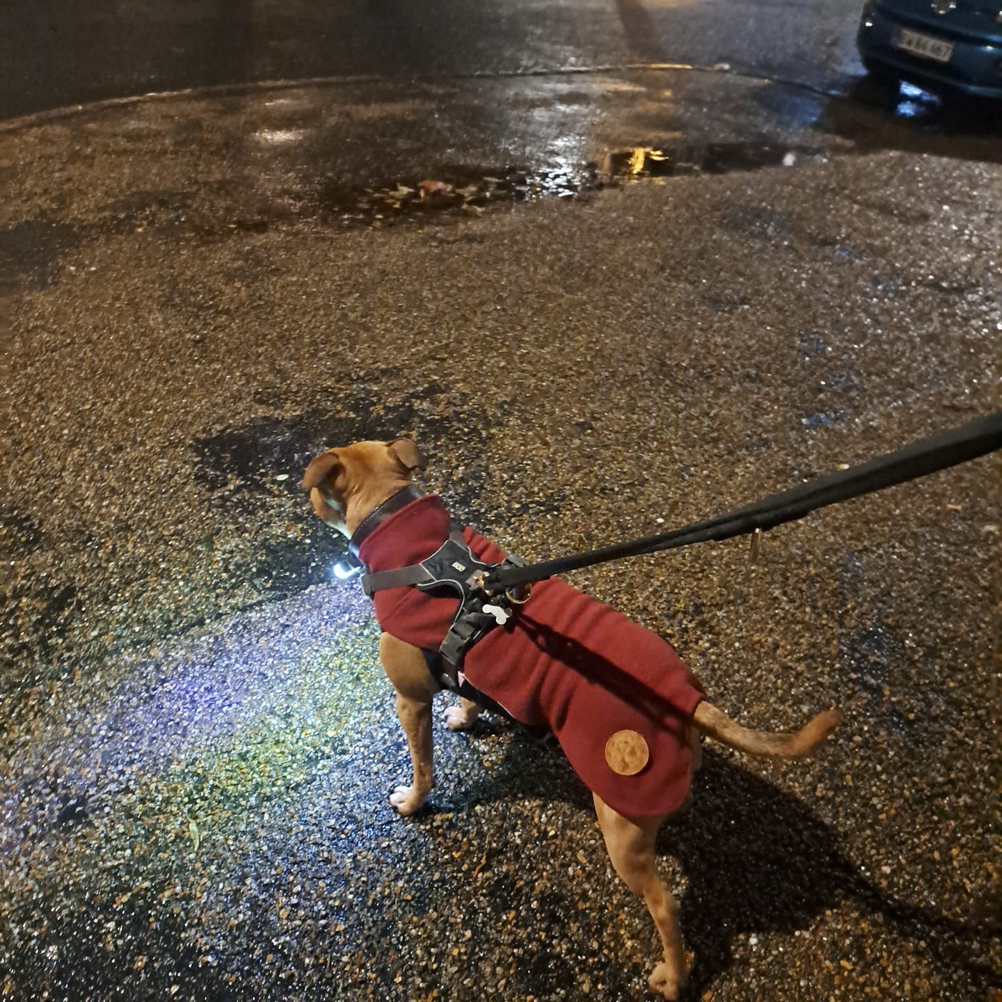 Customer photo review of Staffordshire Bull Terrier 1935® Fleece Coat - Burgundy