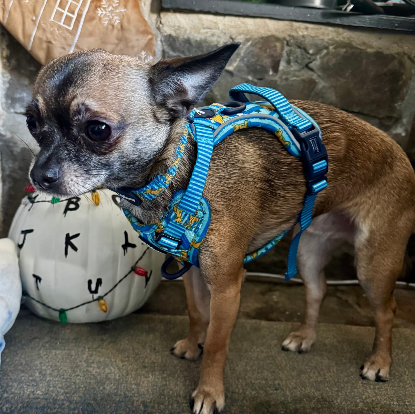 Customer photo review of Disney© Tough Trails™ Harness - Simba