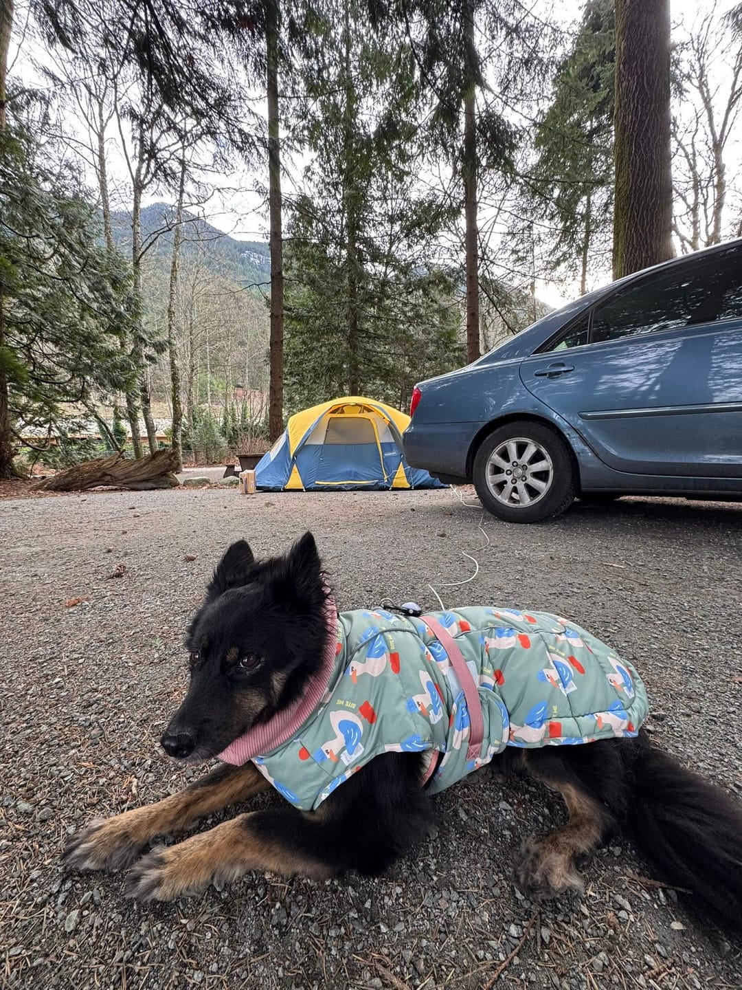 Customer photo review of Double Heat Padding Pattern (3 colors) Preorder