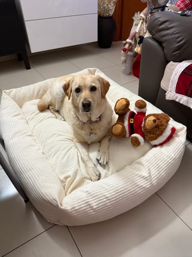 Customer photo review of Divanetto Velluto a Coste Panna