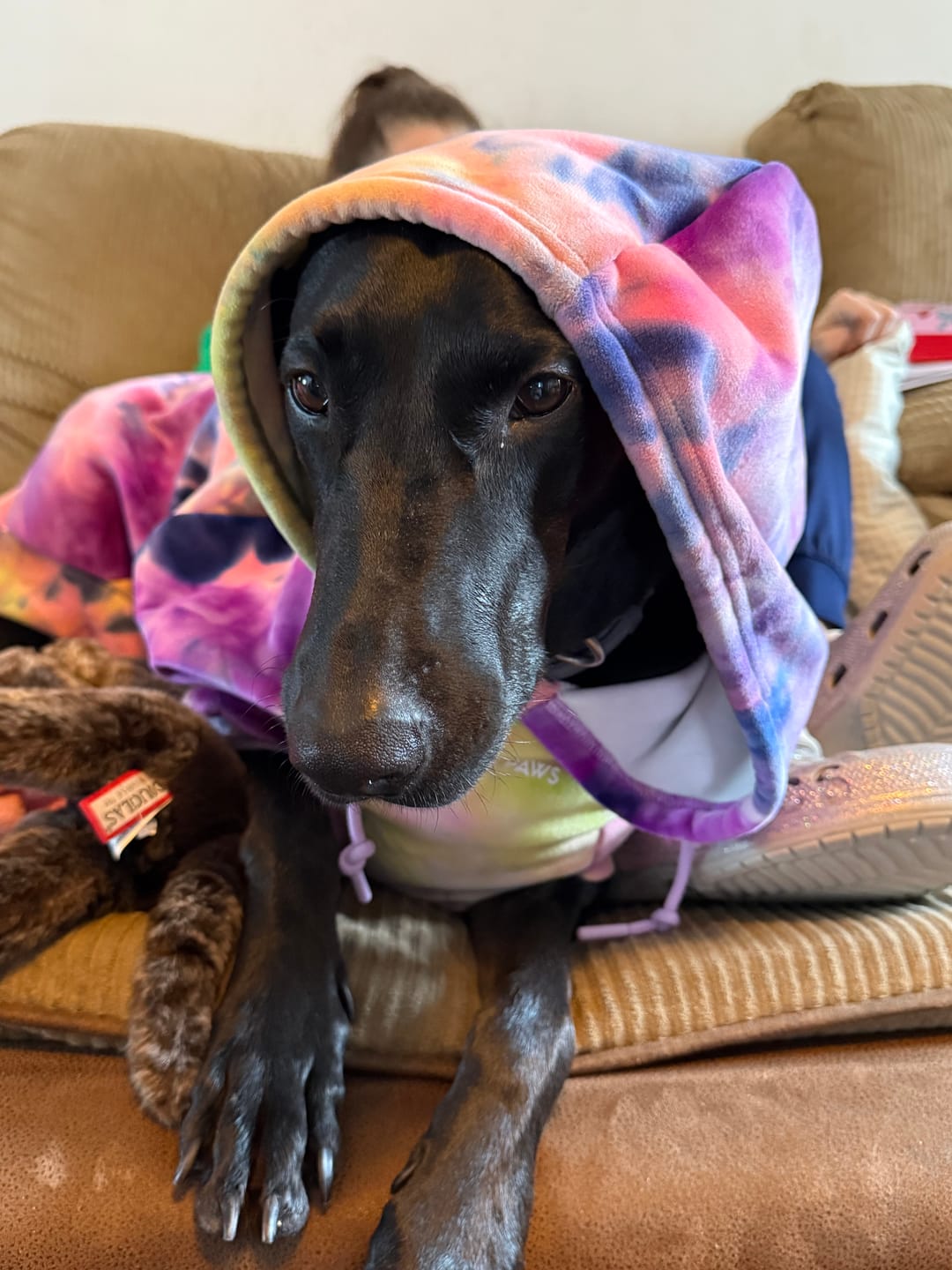 Customer photo review of Velvet Dog Hoodie - Berry Lemonade