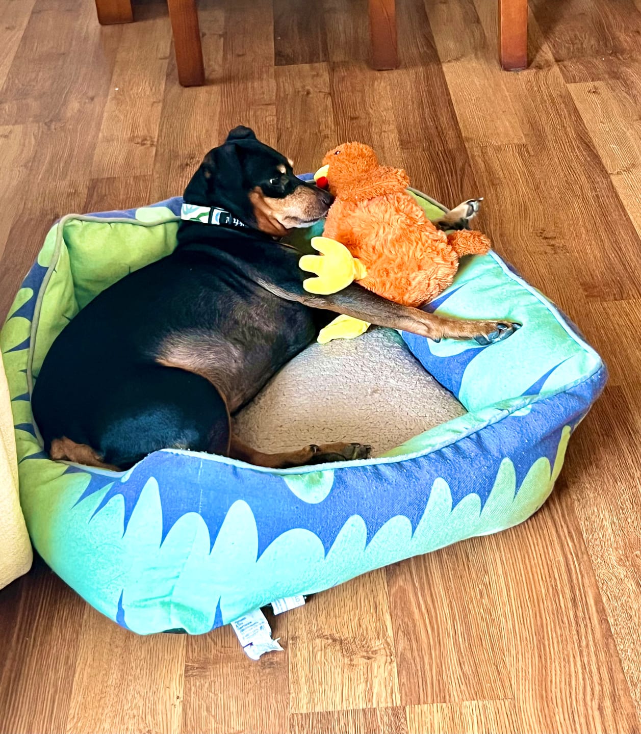 Customer photo review of Juguete Gallina con sonidos