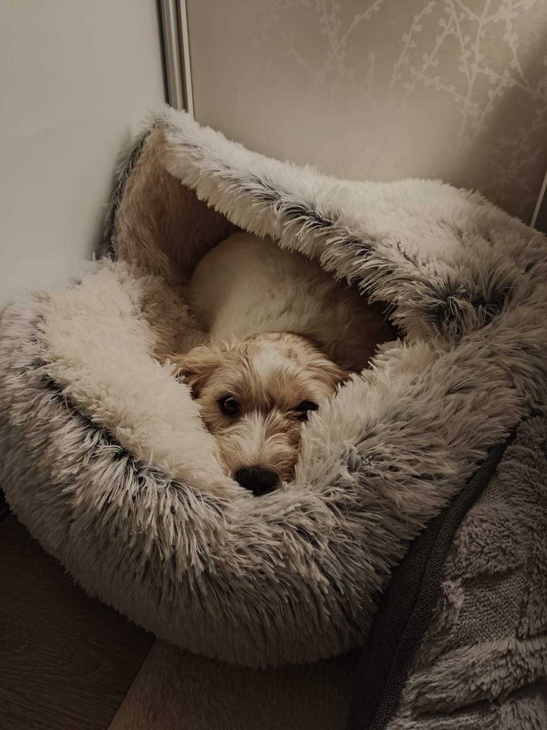 Customer photo review of CozyCave™ luolapeti koiralle