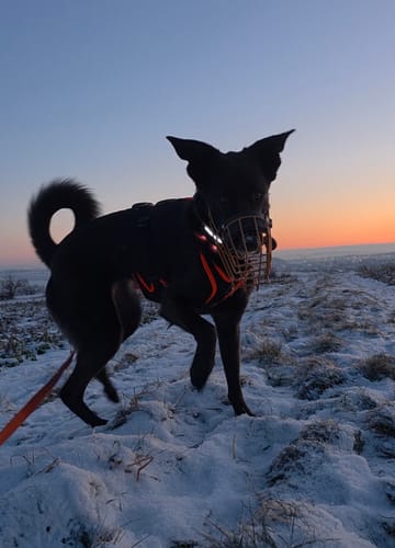 Customer photo review of Kehlriemen