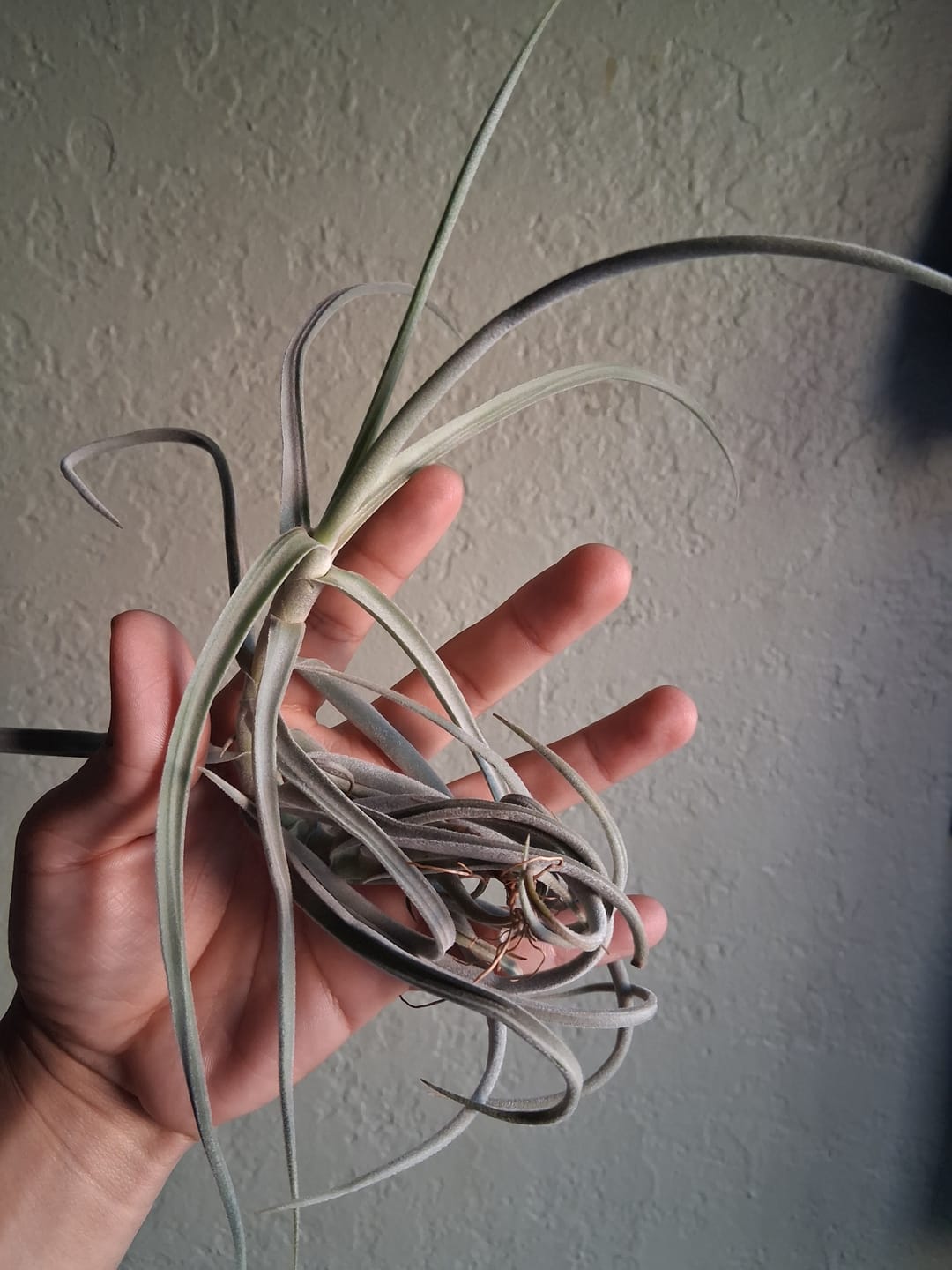 Customer photo review of Duratii Thick Leaf Giant Form  SALE!!!