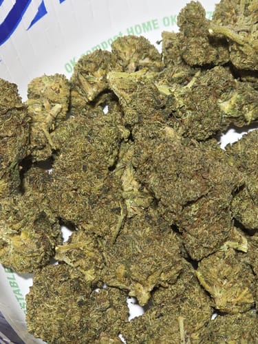 Customer photo review of Panama Red Flower