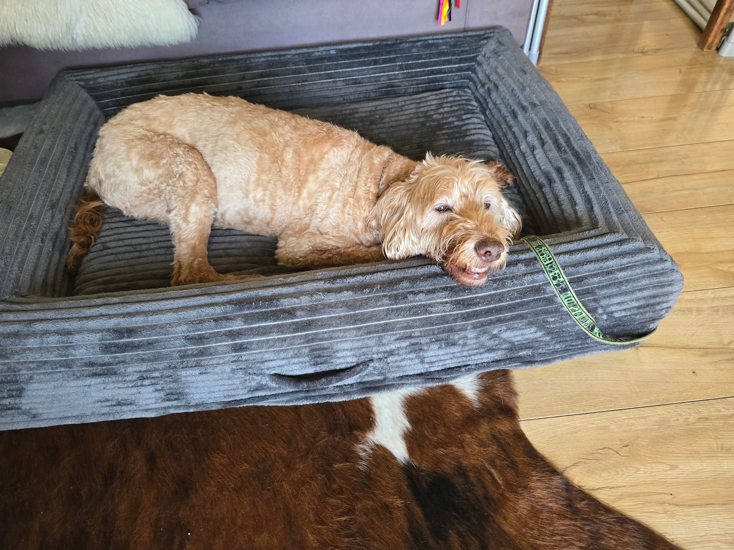 Customer photo review of Orthopaedic Dog Bed – Waterproof & Washable