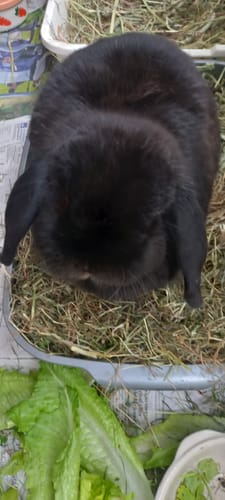 Customer's black lop rabbit eating from a litter tray filled with Timothy Hay.