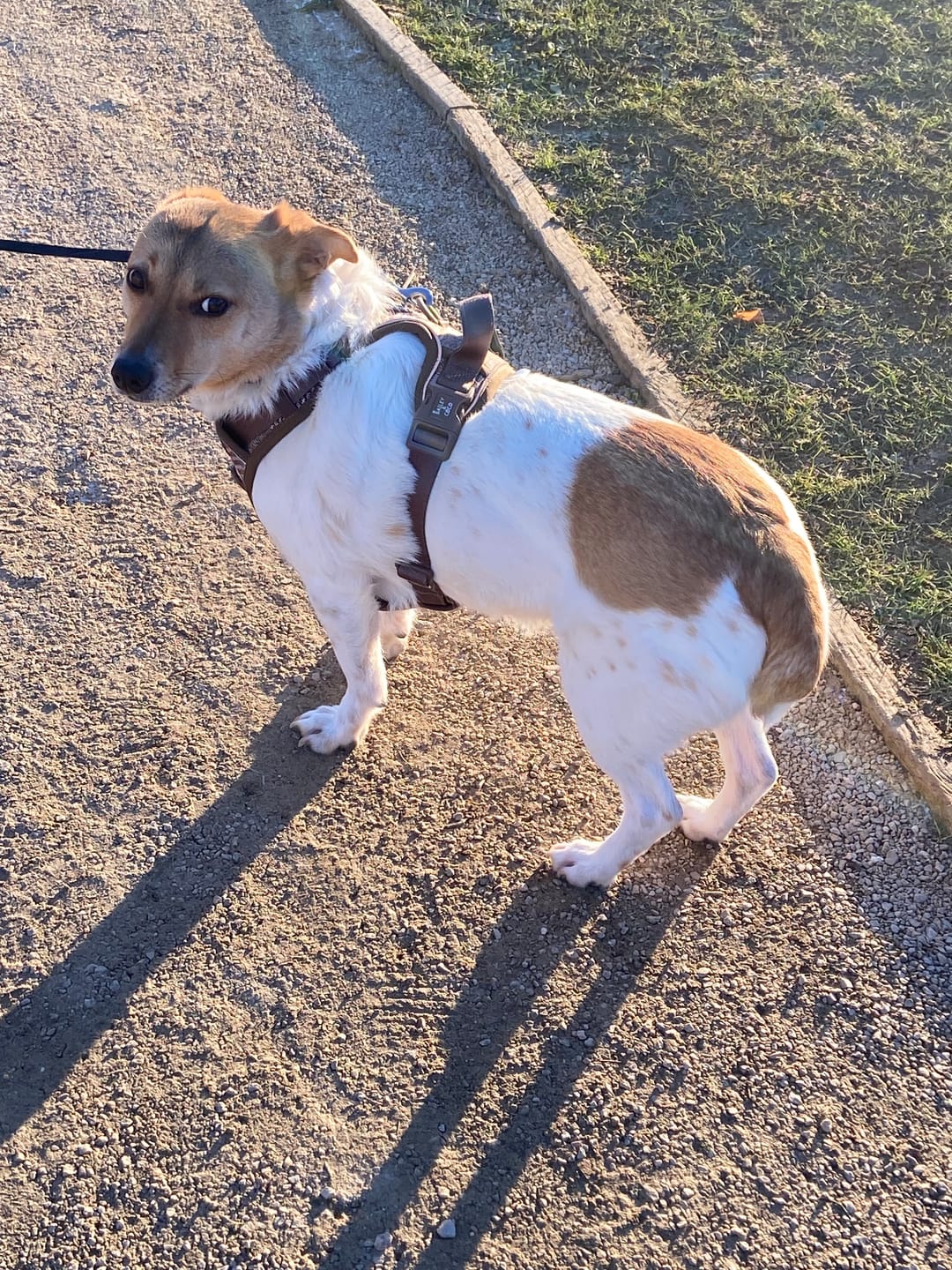 Customer photo review of Trail & Glow Tweed Dog Harness - Colour Drops - Heritage Plaid