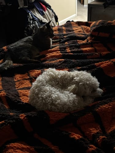 Customer photo review of ArcticGuard Outdoor Heated Cat House – olive green