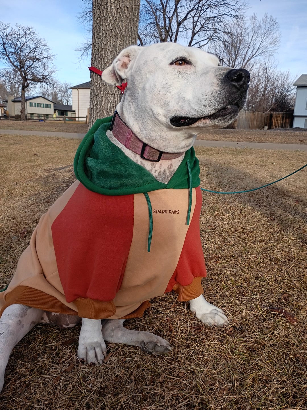 Customer photo review of Ranger Dog Hoodie