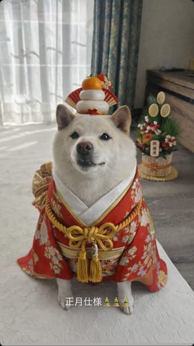 Customer photo review of FunFunPet 高機能ハーネス（お名前タグ作成サービス付き）