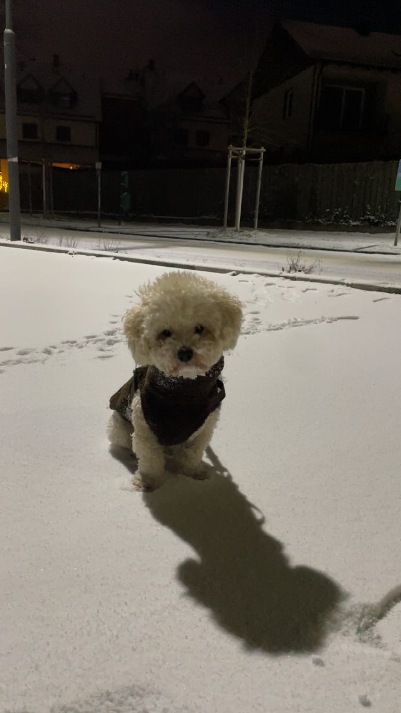 Customer photo review of Teddyfleece-Hundemantel mit integriertem Geschir Espresso
