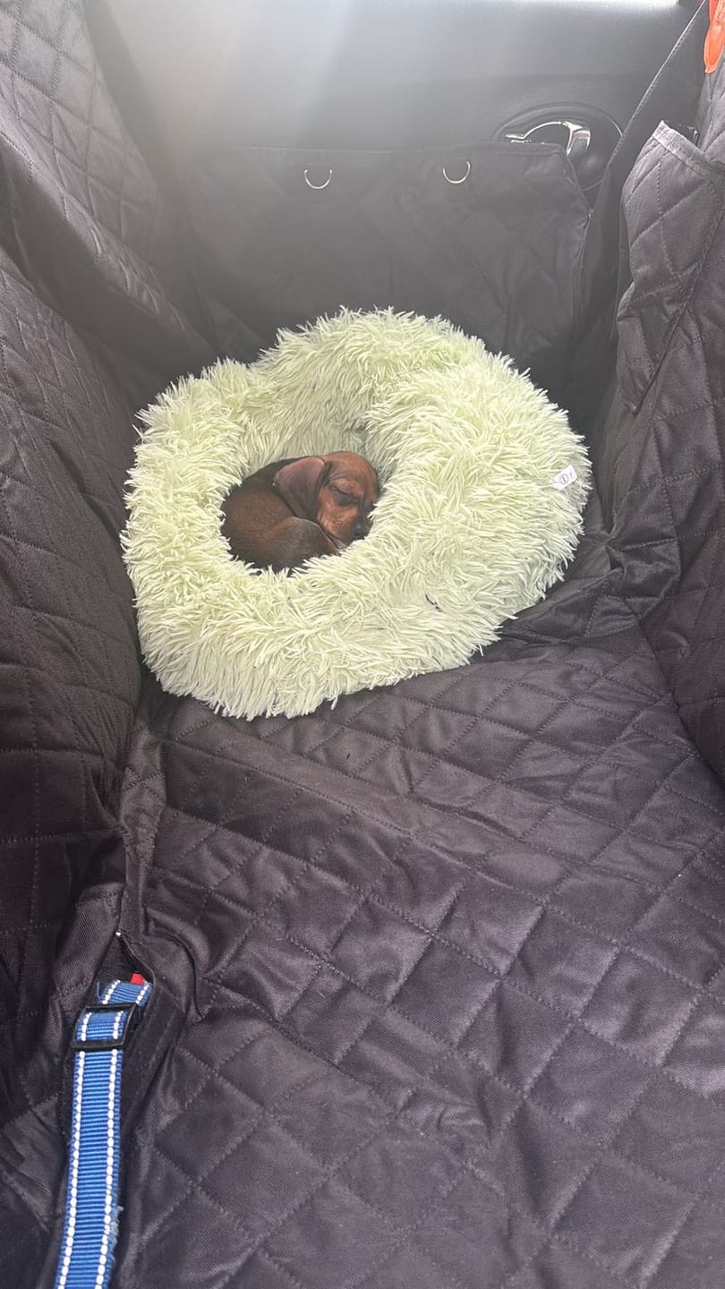 Customer photo review of Funda Impermeable THE DOGS — Auto limpio, perro seguro