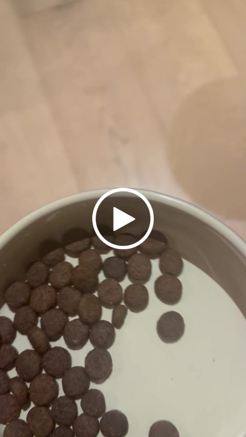 Customer video review of Welsh Lamb Dry Food
