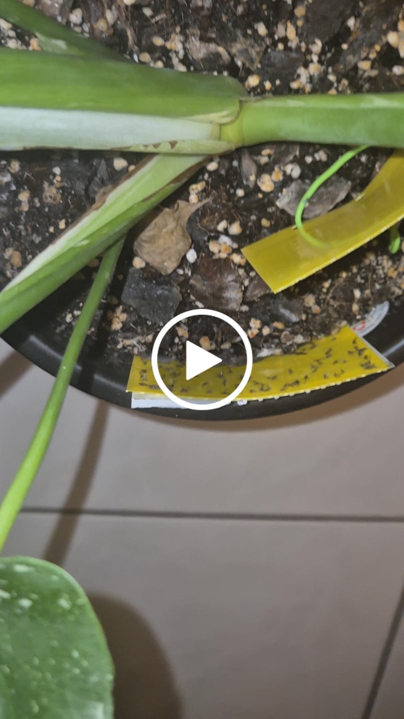 Customer video review of Aroid Mix