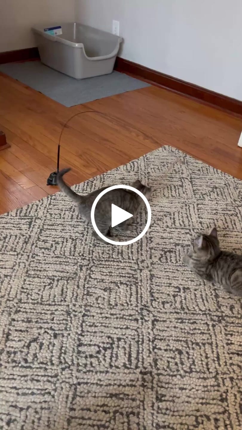 Customer video review of Interactive Bird Simulation Cat Toy Set | Leo's Paw