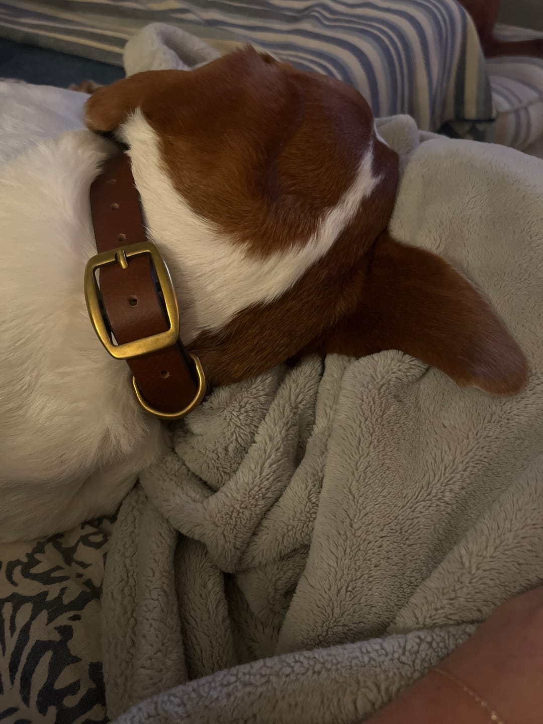 Customer photo review of Rover - Classic Cognac Full-Grain Leather Dog Collar