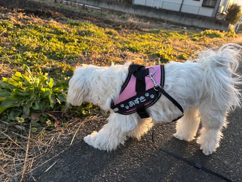 Customer photo review of FunFunPet 高機能ハーネス（お名前タグ作成サービス付き）