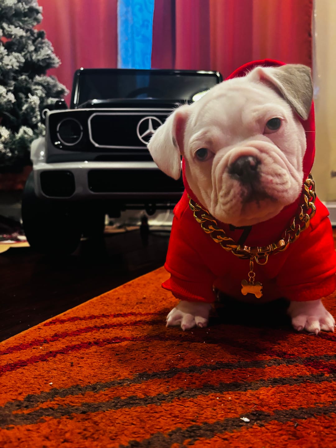 Customer photo review of Designer Grey Dog Bubbly Hoodie