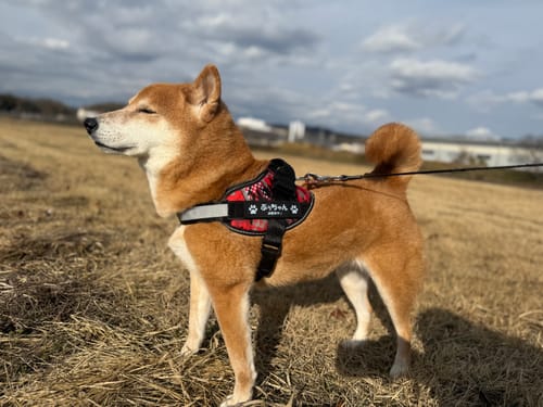 Customer photo review of FunFunPet 高機能ハーネス（お名前タグ作成サービス付き）