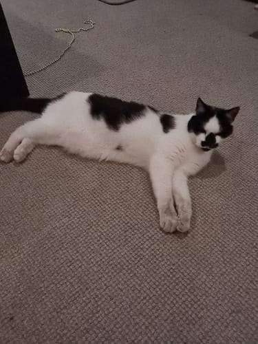 Customer photo review of Fit Litter PLUS - 3 month supply - 1 cat