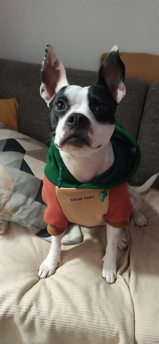 Customer photo review of Ranger Dog Hoodie