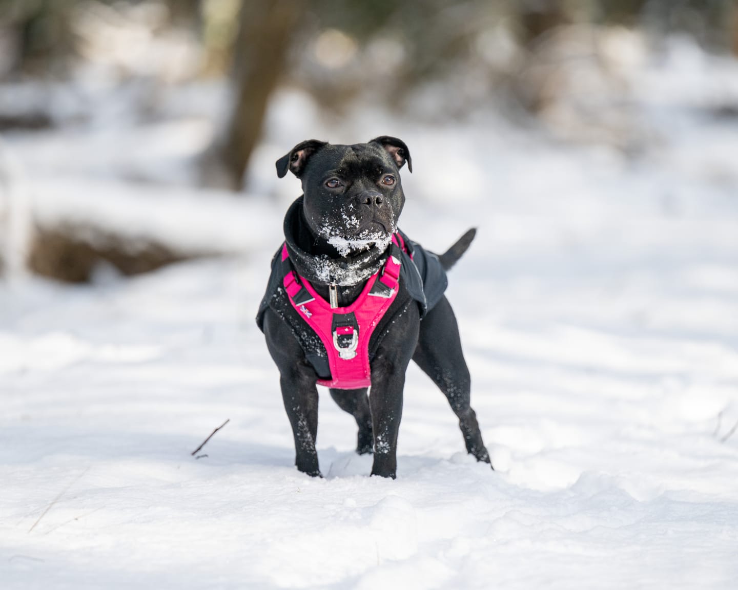 Customer photo review of Anti Pull Hurricane Harness Lighter | With Handle - Carminerose