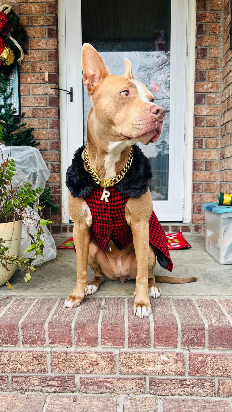 Customer photo review of Cuban Link Chain Dog Collar - Gold