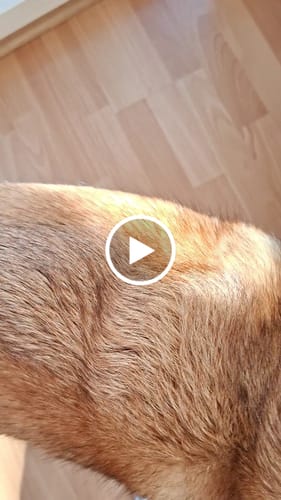 Customer video review of Fellwunder Bürste  - Der Bestseller